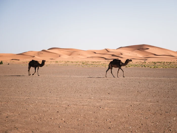 4-Day Private Tour of the Atlas Mountains and Desert - Image 12