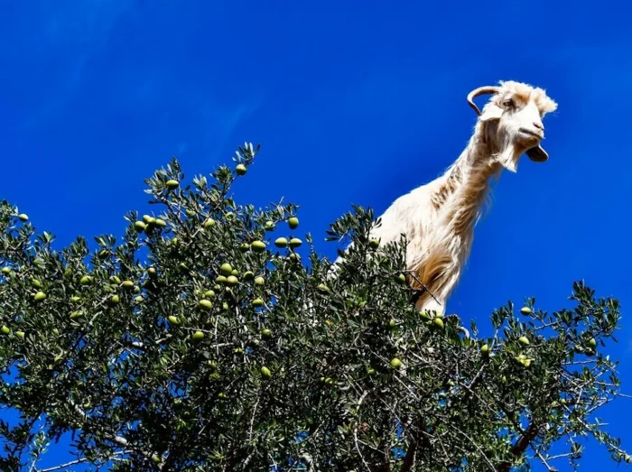 Day Trip to Essaouira from Marrakech - Image 4